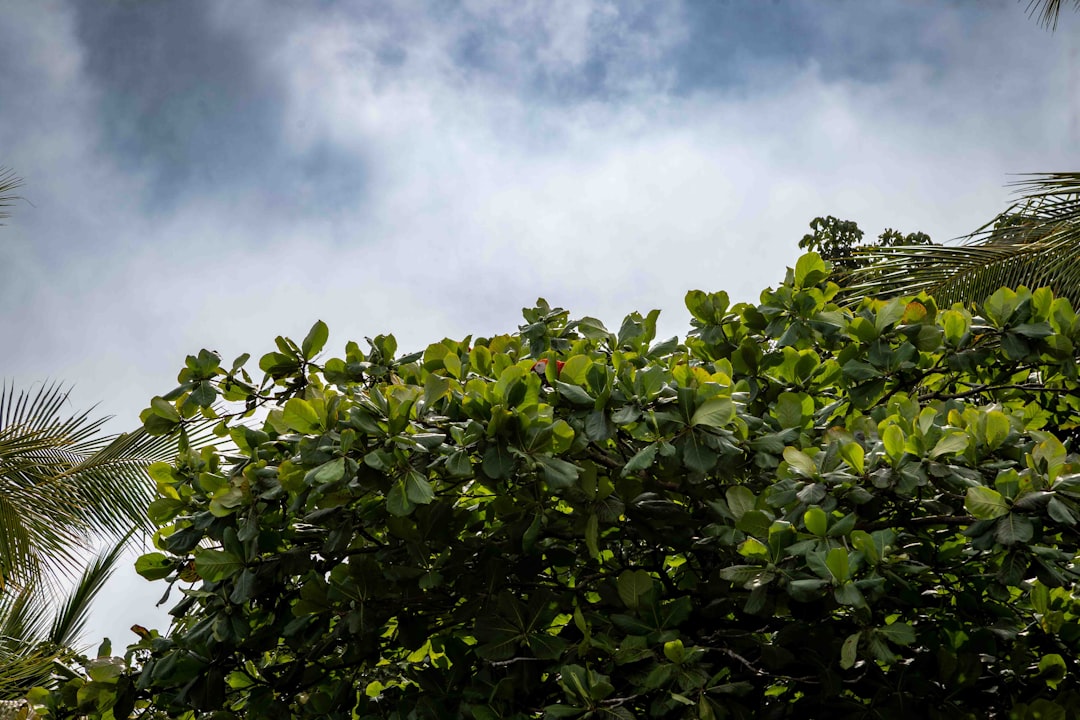 Photo Lush foliage